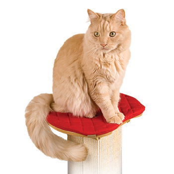 Smart Cat 羅馬柱專用心型版